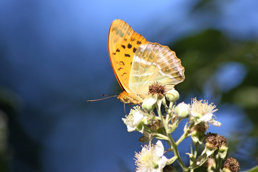 argynnis paphia?